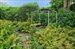 Another great view of the gardens
