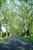 tree lined street