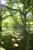 100 Year Old Trees