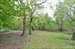 large clearing