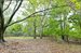 additional clearing allowable