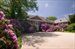 Flowering Rhododendrons
