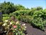Rose Garden