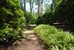 speciman plantings