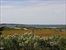 Summer views