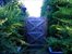 Garden Gate