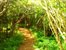 Covered Path to Dock