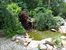 pond