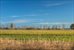 Field view