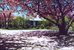 spring blossoms