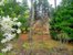 Spring flowering trees