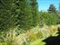flowering garden