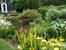 Yellow flower garden