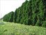 hedges