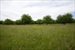 orchard