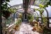 greenhouse attaching main house with guest house