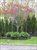 new plantings