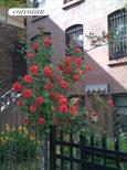 686 Warren Street, Apt. 1, Park Slope